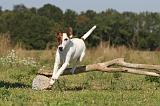 FOX TERRIER POIL LISSE 135